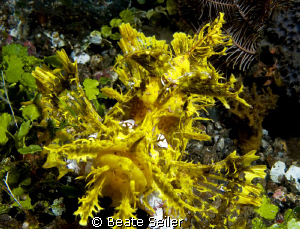 Weedy Scorpionfish (Rhinopias frondosa) , taken with Cann... by Beate Seiler 